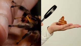 The Weirdest Scientific Studies We've Ever Seen