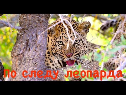 Video: Африка өлкөлөрүндө Сафари жигердүү майрам катары