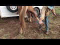 Update on the Ute horses | Abscess on Big Red's Hoof | How Tall are they?