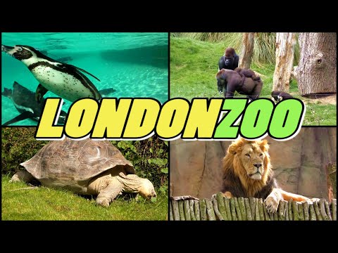 LONDON ZOO - London (4K)