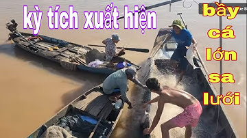 Ngư Dân Sông Tiền Giăng Lưới Trúng Bầy Cá Ba Sa Cá Hú Mùa Nước Lũ Về # SĂN BẮT ĐỒNG THÁP #