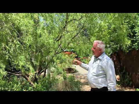Video: Ar galite valgyti Mesquite – informacija apie meskito medžio dalių valgymą