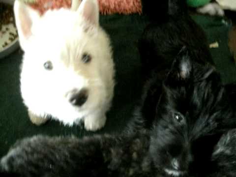 Scottish Terrier Bruster/Roxy puppies #5