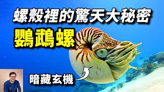 黃金螺線潛艇科技扛過所有5次大滅絕給章魚當大哥的鸚鵡螺螺殼裡到底藏著多少秘密【老肉雜談】#動物 #野生動物 #鸚鵡螺 #海洋生物 #nautilus