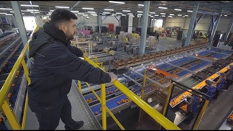 AI grading keeps Agrofrut’s citrus quality consistent at 40+ tons/hour