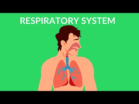 سیستم تنفسی | چگونه نفس می کشیم | ویدیو برای بچه ها