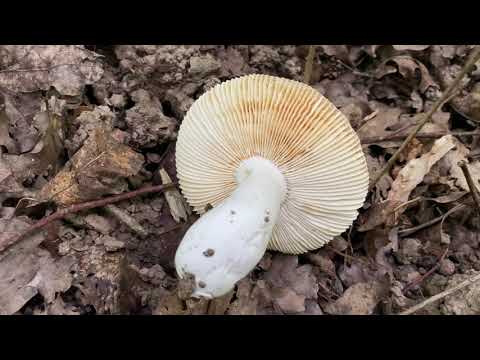 Russula vesca (Сыроежка съедобная), July 24, 2020