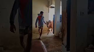 Team Kerapan Sapi Kembang Api Manding Sumenep