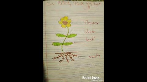 Thumbnail of @RashmiSudev #shorts #stem #flowers #roots #leaves #parts #science #sciencefacts