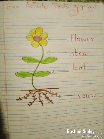 @RashmiSudev #shorts #stem #flowers #roots #leaves #parts #science #sciencefacts