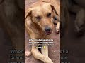 #dogs #doglife #canada #uk #viral #reels