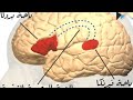 1 الجزء الاول العي جلطات دماغيه الافازيا تأهيل تخاطبي