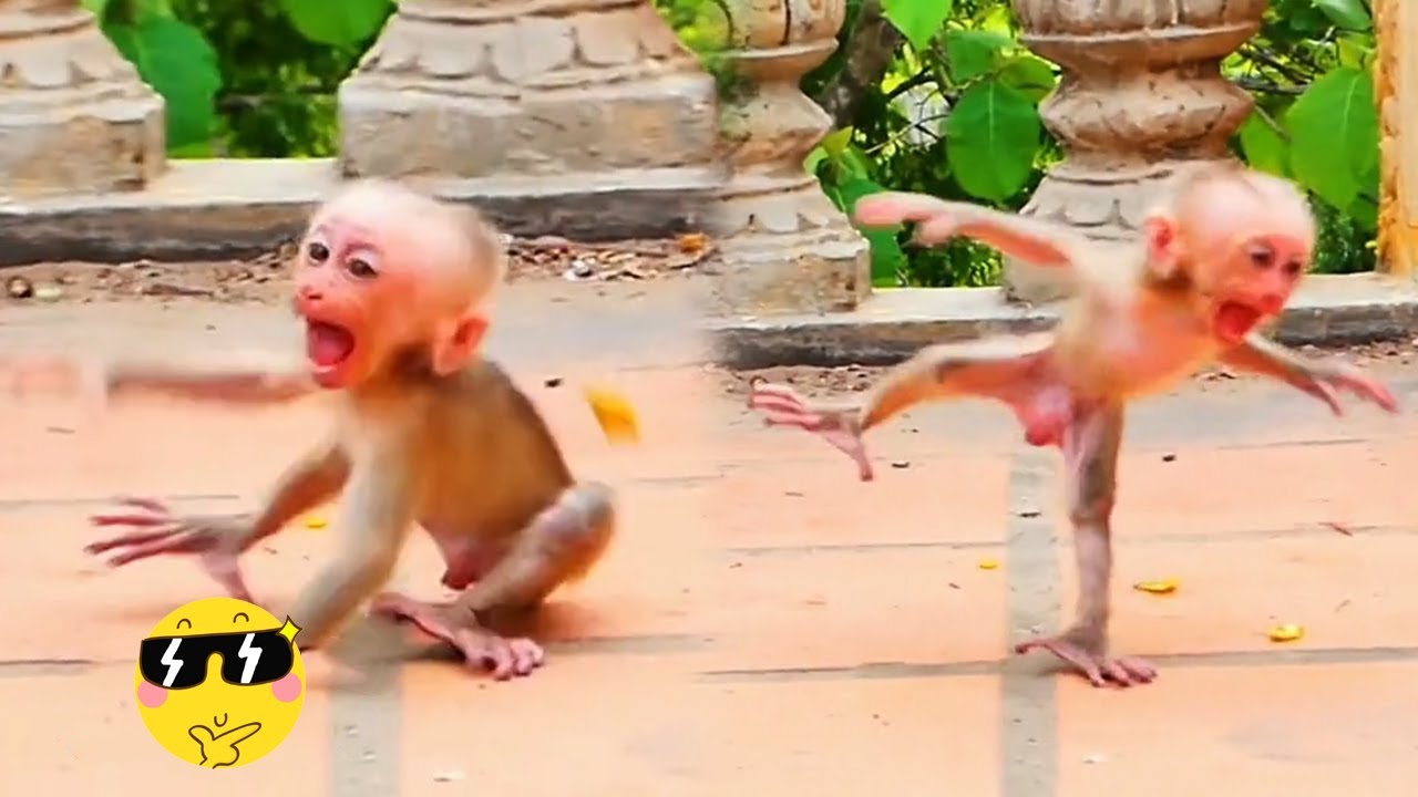 The mother monkey takes the food away, the baby monkey loses his temper and jumps up and down