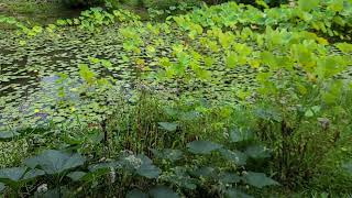 2025.07.03 - 2025.07.04 家庭旅遊 日月潭、埔里兩日遊 桃米紙教堂 黑脈樺斑蝶的優雅飛舞 (慢動作錄影)