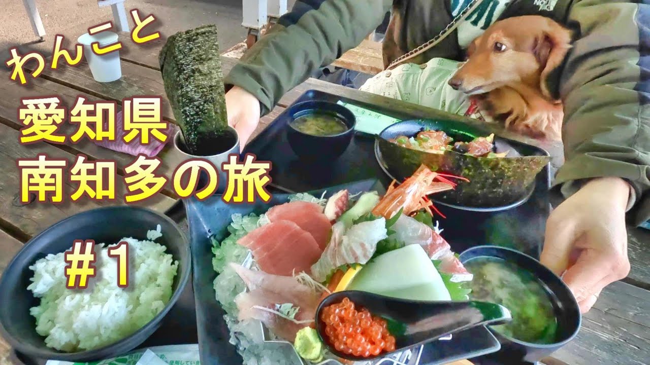 【わんことお出掛け】愛知県 南知多半島の旅 #1　魚太郎で朝獲れ鮮魚にこだわった新鮮な魚介類を堪能！