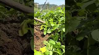 Harvesting Fresh Potatoes by Digging the Soil Using a Hoe in a Vegetable Garden