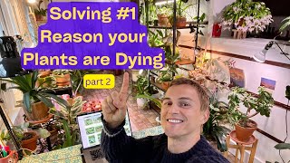 How to Grow Plants at Home - Keep HousePlants Alive - Understanding where they Come from - Part 2