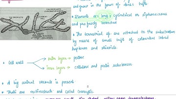 Vegetative structure of Vaucheria #botany #biology #neet #science #neetbiology #chemistry #biologia