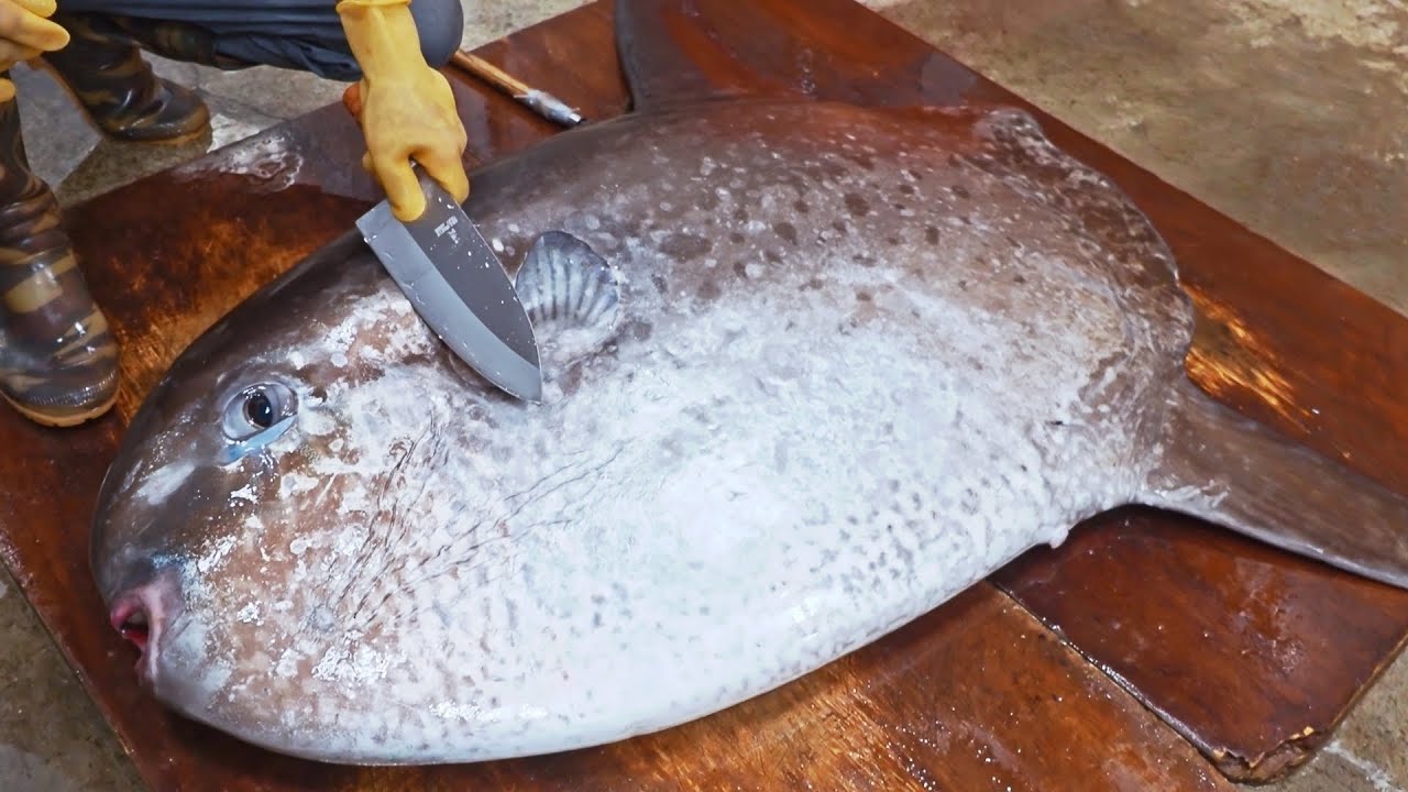 ⁣Amazing！Giant Sunfish Cutting Skills, Sunfish Catching, Sunfish Jelly/驚奇的漫波魚切割技巧,翻車魚捕捉,燙漫波魚腸-佳濱成功旗魚