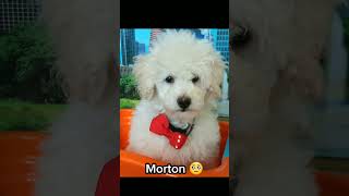 Morton THEN VS NOW  #shorts #dog #funny #reels #youtubeshorts