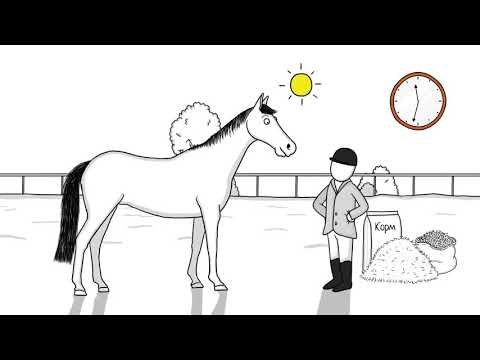Видео: Едят ли лошади клевер?