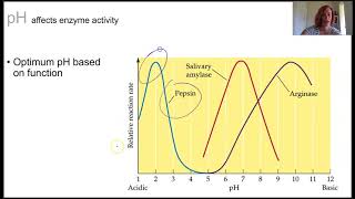 Enzyme rate of reaction