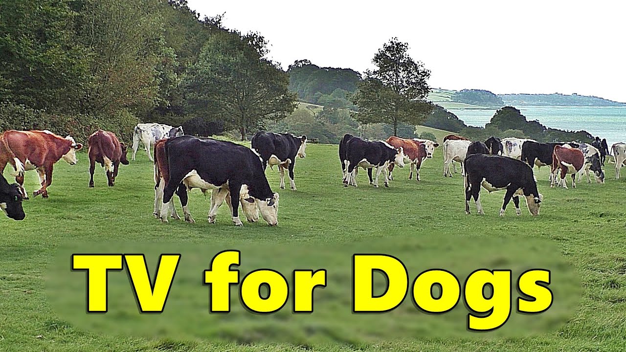 Calm Your  Dog TV ~ Videos for Dogs to Watch Cows Relaxation ⭐ 8 HOURS ⭐