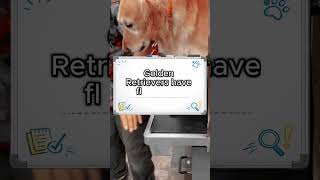 Golden Retrievers are prone to ear buildup #shorts