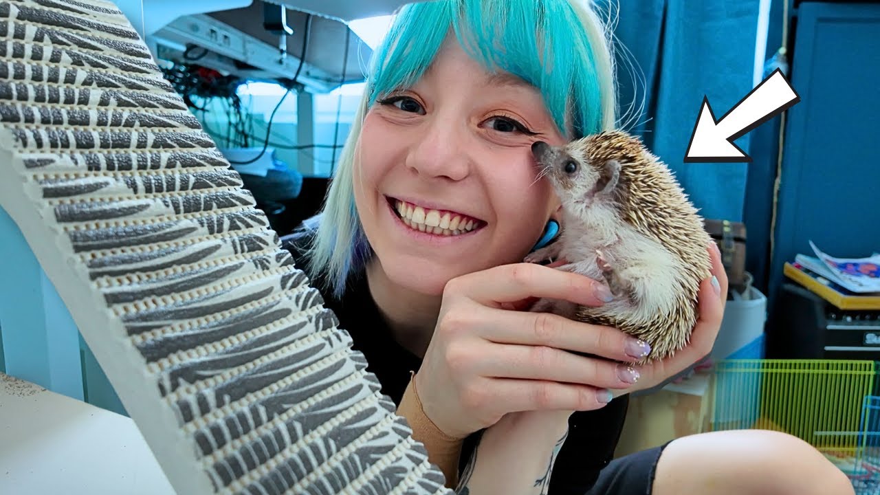 Rempataan lemmikkisiilin koti!