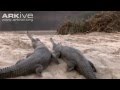 Gharials in water climbing on to sandbanks to lay eggs