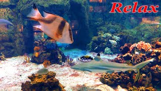 Большой аквариум Рилакс видео 2 минуты 4к relax video uhd