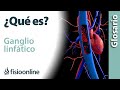 GANGLIO LINFÁTICO | Qué es, dónde se sitúan, cuántos hay en el cuerpo, funciones y enfermedades