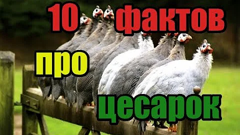 🔴Ты не поверишь!! 10 фактов про цесарок!! Удивительная птица! 💥
