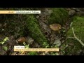 Bästa tipsen mitt i skogen av svampexperten - Nyhetsmorgon (TV4)