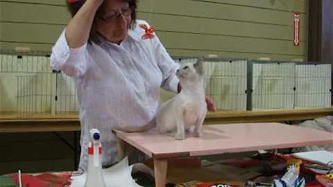 Watch the video about Zanadu Angel Baby, Tonkinese kitten first show