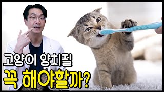 고양이 구내염 예방법. 왜 고양이에게 치솔질이 필요한가?, 보다 쉬운 치솔질 요령을 알아보자.