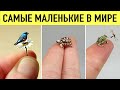 Посмотрите, как Выглядят Самые Маленькие Животные в Мире