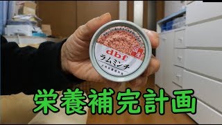 デビフの栄養補完食品のラムミンチ味に舌鼓を打つ柴犬