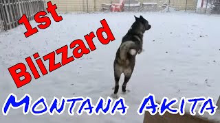 American Akitas 1st Blizzard  In Montana by Life Wild Open ® 1,498 views 6 months ago 3 minutes, 25 seconds