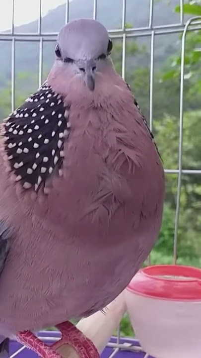 chim cu mồi gáy gọi tìm bổi để đấu giọng hay #shorts #birds