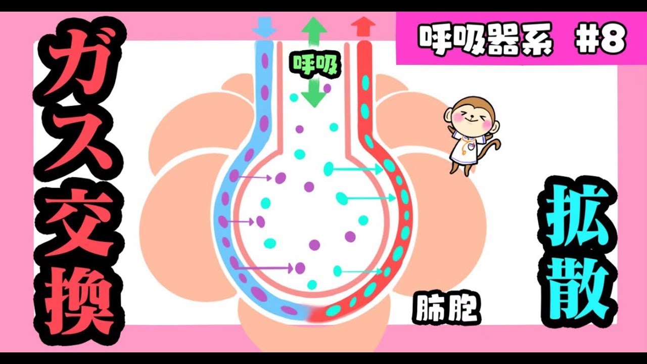 ガス交換
