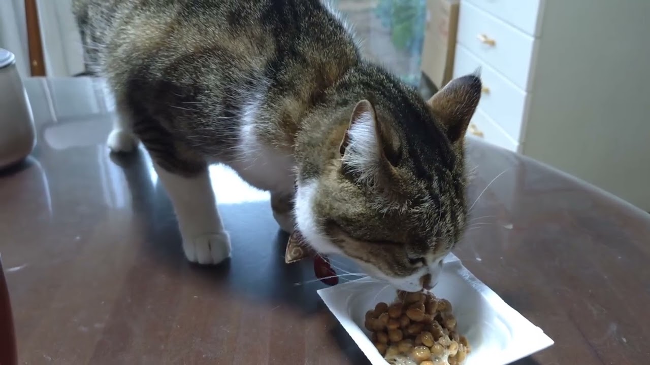 うまうま😻 - YouTube