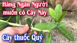 Hàng ngàn Người muốn có cây thuốc Này, vì nó rất Quí. cây Thạch Anh. PHAN HẢI Channel