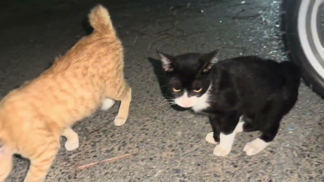 Tết không quên nhiệm vụ 