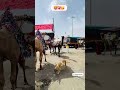 વર્શે તો વાગડ ભલો નકર કછડો બારે માસ #rabarisamaj #viral #video #kuchh #Kutch #Bhuj