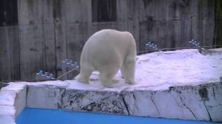 雪面でツルッとホッキョクグマ~Polar Bear cub plays on snow