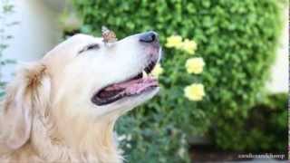 Video thumbnail of "Dog and Butterfly"