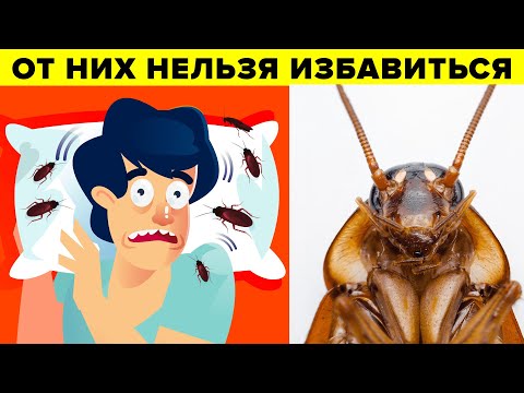 Ученые объяснили, почему мы не можем избавиться от тараканов