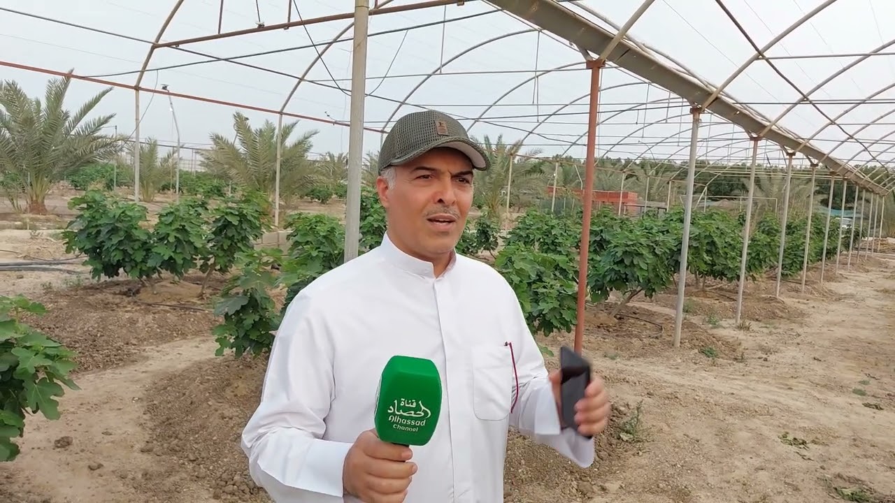 زراعة التين الحقلي في الكويت ..  مغامرة مجنونة يخوضها العقلاء ويكسبون!