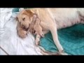 Labrador giving birth / amazing!! - Greece (29-01-2013)